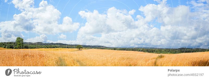 Sommerlandschaft mit goldenen Weizenfeldern Landschaft Ackerland Zerealien Licht Wolken Umwelt grün Mehl Mais malerisch wachsen Gras Brot Gerste im Freien