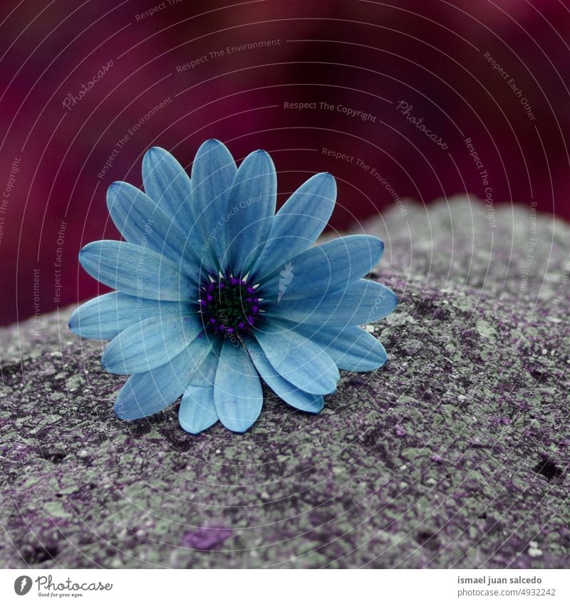 romantische blaue Gänseblümchenblüte in der Natur im Frühling Blume Blütenblätter Pflanze Garten geblümt Flora dekorativ Dekoration & Verzierung Schönheit