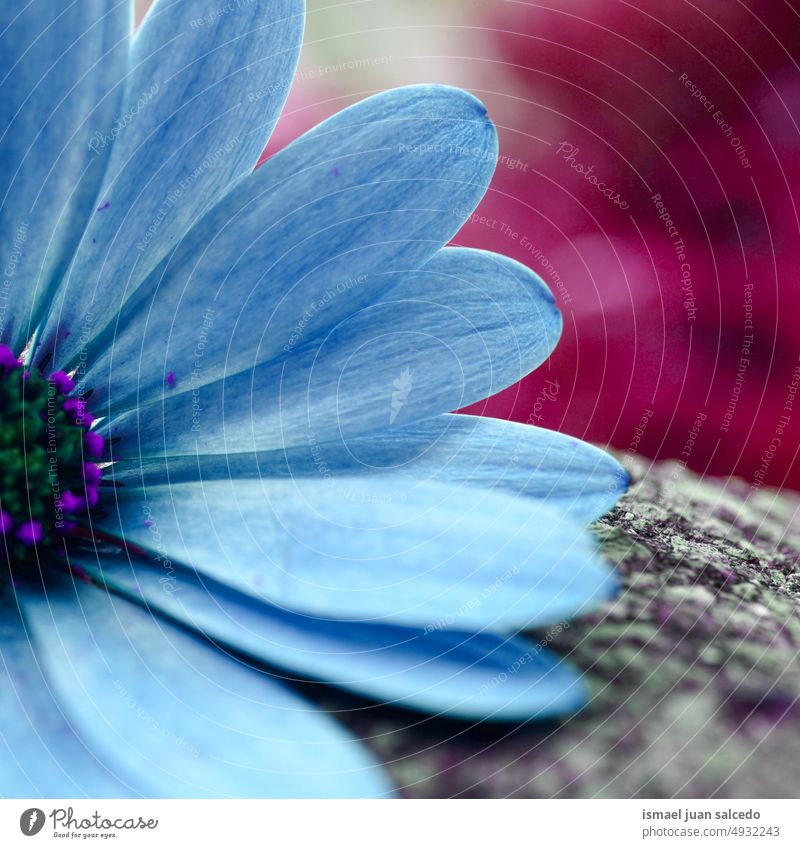 schöne blaue Blume im Frühling Blütenblätter blaue Blütenblätter Pflanze Garten geblümt Flora Natur natürlich dekorativ Dekoration & Verzierung romantisch