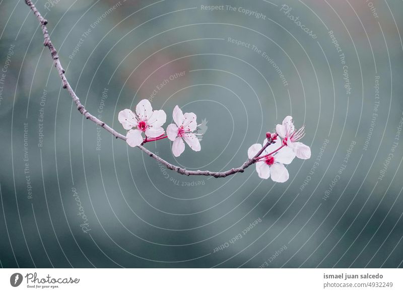 schöne Kirschblüte im Frühling Kirschblüten Sakura-Blüte Kirschbaum Kirsche Sakurabaum Blume rosa rosa Blume Blütenblätter geblümt Flora Natur natürlich