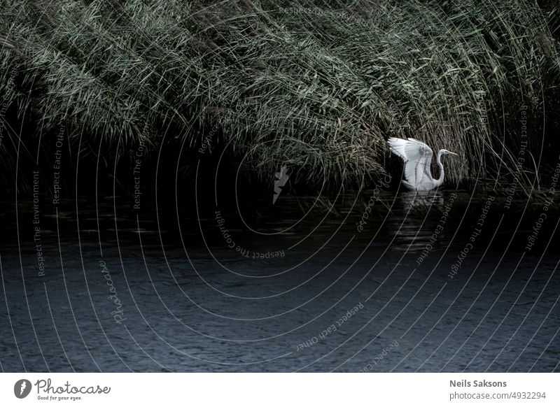 Skulptur im Wind Fluss Vogel Röhricht Formular Silhouette Wegbiegung Ardea alba Reiher Tierwelt Natur Schnabel Flügel Aufstrich wild Wildtier Gefieder Wasser
