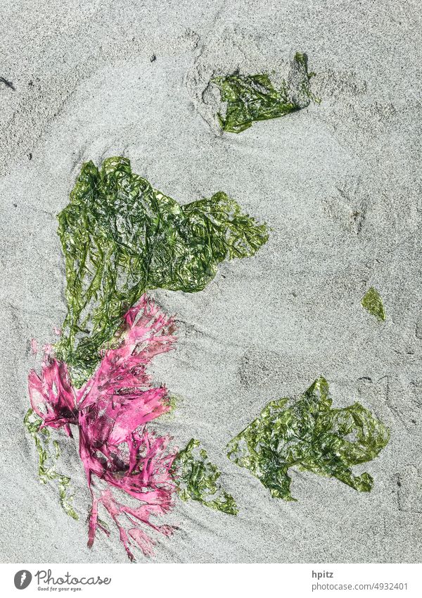 Algen am Strand Sand Küste Natur