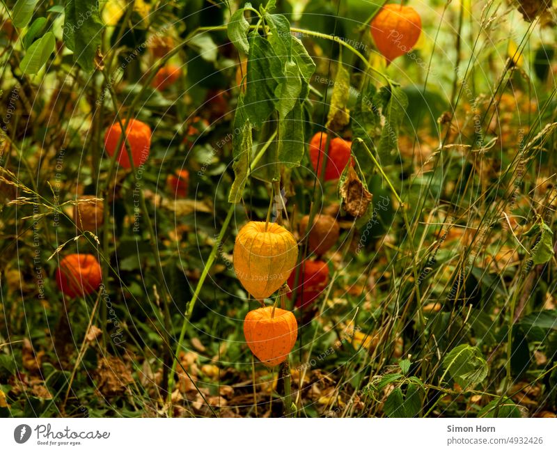 Lampionblume Physalis Unterholz Blume Pflanze Herbst orange Natur Garten Frucht welk verwelken Vergänglichkeit