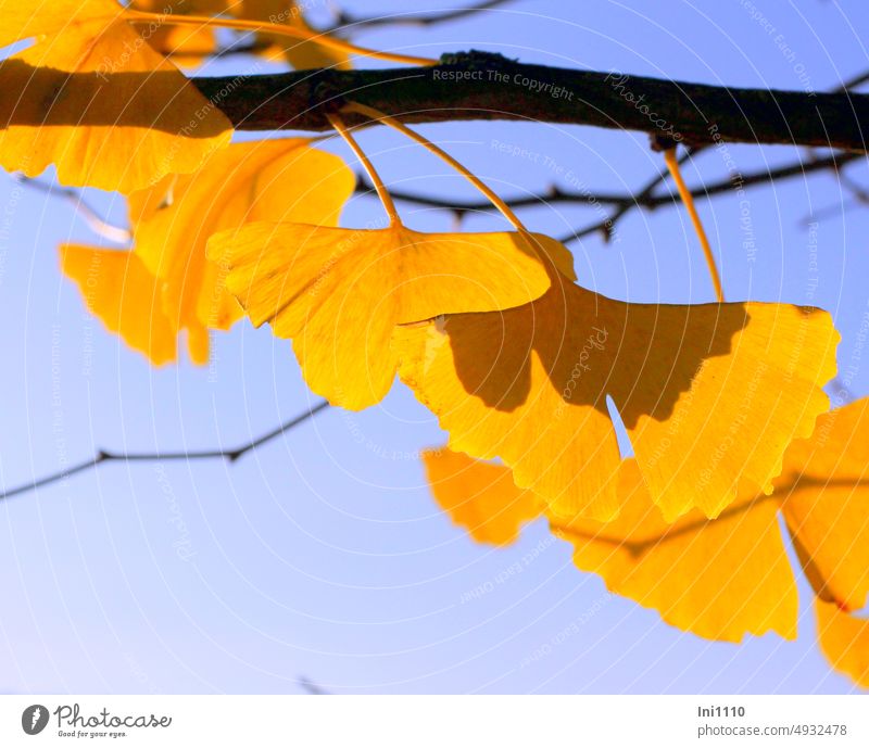 Ginkgoblätter in der Herbstsonne Äste und Zweige Blätter Blätter am Ast Ginkgoblatt Herbstfärbung gelb leuchtend Sonnenschein Licht Schatten blauer Himmel