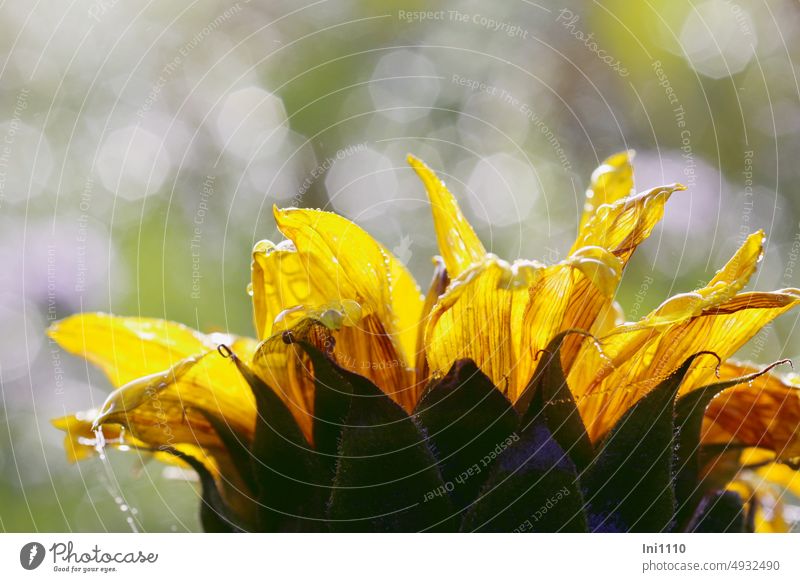Sonnenblume nach dem Regen Pflanze Blume Teilansicht Helianthus Korbblütler Blütenkelch Hüllblätter Zungenblüten gelb Regentropfen Spinnweben Gegenlicht