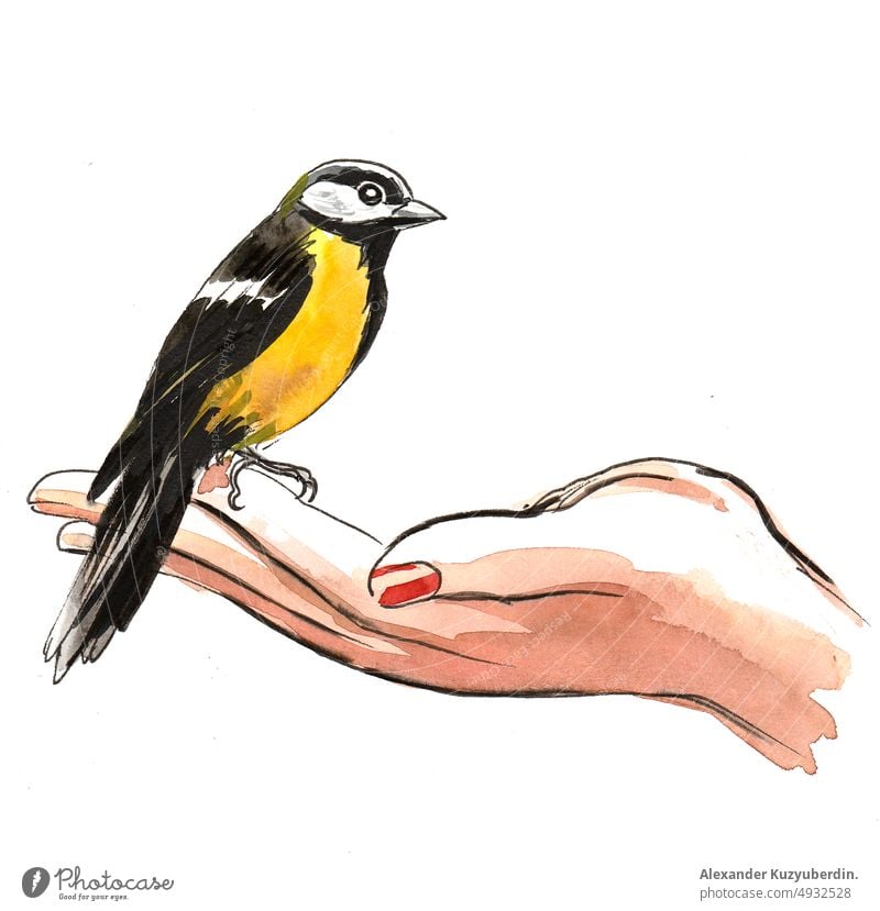 Vogel auf einer Hand. Tusche- und Aquarellzeichnung füttern Tier Natur Haustier Kunst Kunstwerk Hintergrund Karikatur Clip-Art Zeichnung Grafik u. Illustration