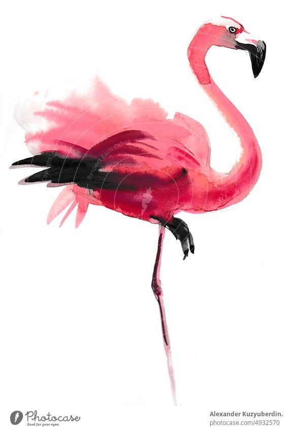 Rosa Flamingo-Vogel. Tusche- und Aquarellzeichnung Tier rosa Federn Wasserfarbe Malerei Zeichnung Grafik u. Illustration Skizze Kunst Kunstwerk Hintergrund