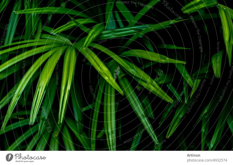 Closeup grüne Blätter der tropischen Pflanze im Garten. Zierpflanze Dekor im Garten. Grünes Blatt auf dunklem Hintergrund. Grüne Blätter für Spa-Hintergrund. Schönheit in der Natur. Zierpflanzen für die Landschaftsgestaltung.