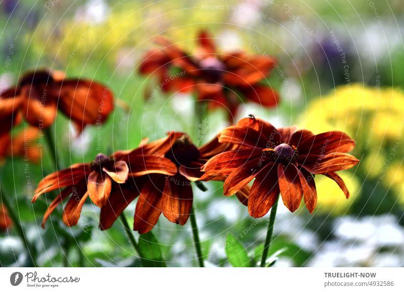 Sonnenhut Rudbeckia hirta Moreno - Einige Blumen zeigen kräftige Herbstfarben doch es ist Hochsommer im Garten auf der Freundschaftsinsel goldbraun rostbraun