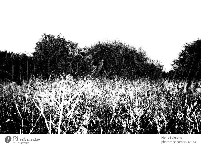 Wiese und Gebüsch über und unter ausgesetzt Sommer Gras schwarz weiß Kontrast Natur abstrakt Textur weißer Himmel schwarzes Gras Menschenleer Wolken mono