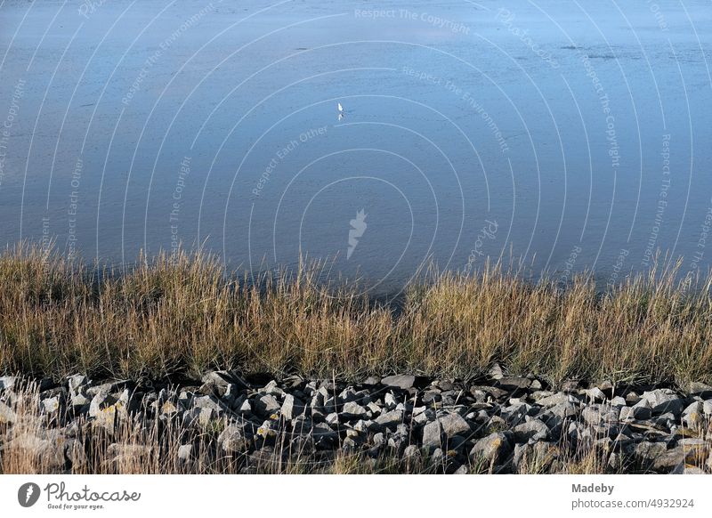 Einsame Möwe im Weltkulturerbe Wattenmeer mit Küstenschutz am Deich an der Küste der Nordsee im Herbst in Bensersiel bei Esens in Ostfriesland in Niedersachsen