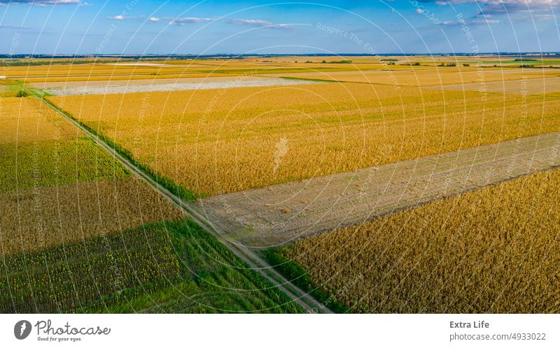 Luftaufnahme über landwirtschaftliche Felder im Herbst mit erntereifem Getreide oben Antenne Ackerbau anbaufähig Müsli Cloud Mais Land Ernte kultiviert geteilt