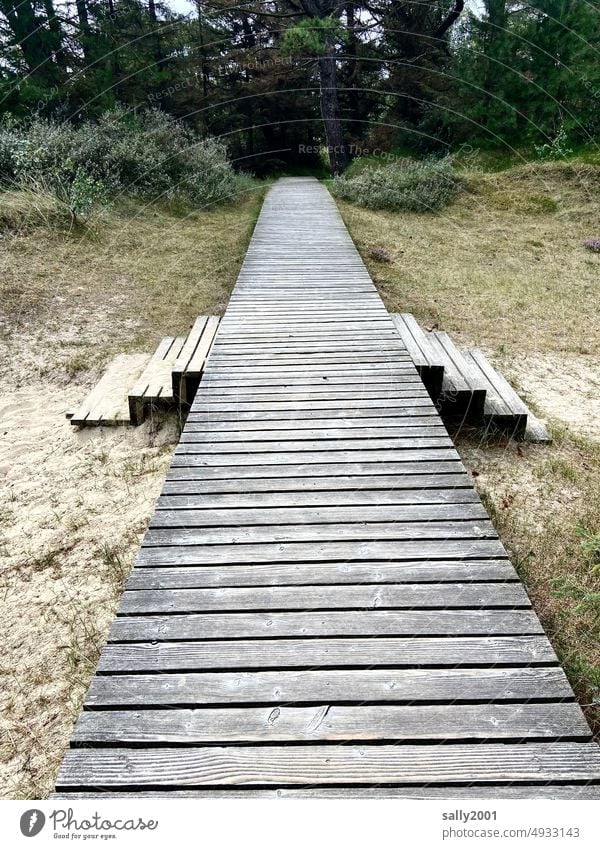 auf der Kippe | alle Richtungen sind möglich... Bohlenweg Sand Dünen Wald Holz hölzern Weg Treppe Stufe Dünengras Holzbohlen Nordsee Wanderweg Spazierweg