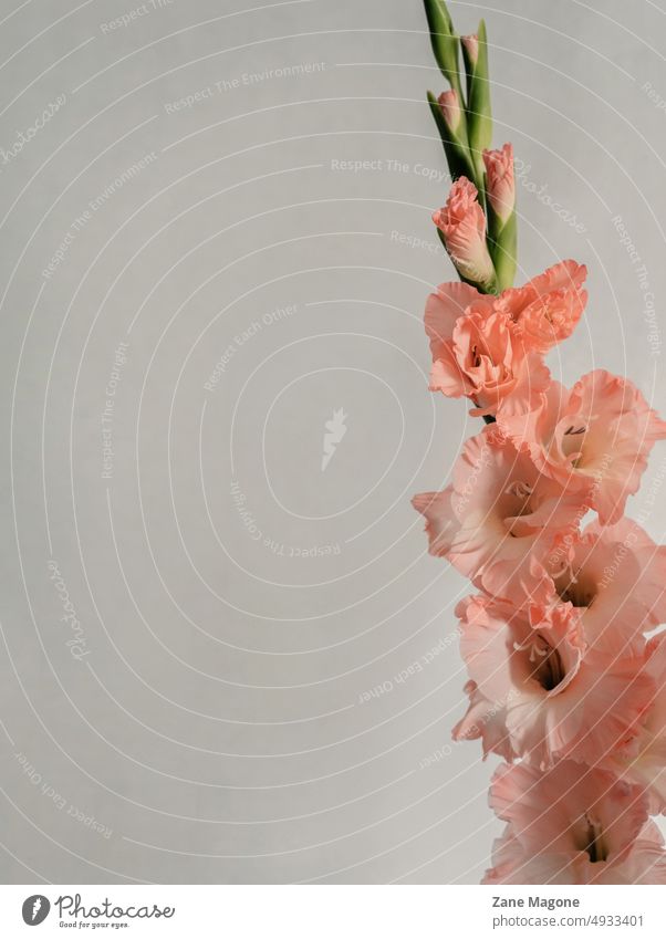 Korallenrosa Gladiolen auf grauem Hintergrund Textfreiraum Ästhetik ästhetischer Hintergrund Spätsommer korallenrosa verträumt weich Raum Deckung Kopfball