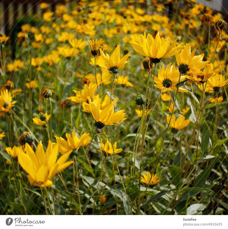 Ein gelbes Blütenmeer von Topinambur Garten Blume Blühend Sommer Natur