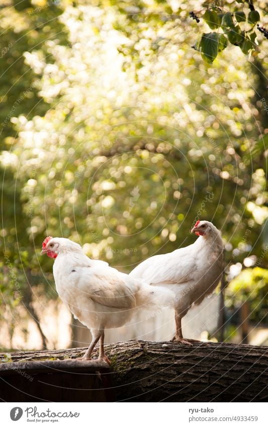 Zwei Hennen auf dem Baumstamm Nutztier Tier fluffig Federvieh Garten Natur Freilandhaltung Haustier Tierporträt Huhn Tierhaltung Hühnervögel artgerecht Haushuhn