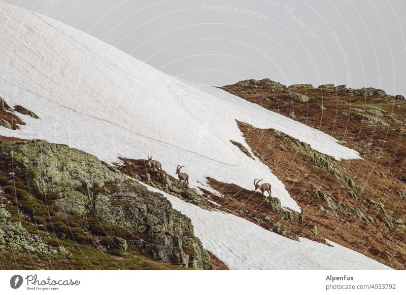 Aszendent Steinbock Berge u. Gebirge Tier Natur Farbfoto Landschaft Gletscher Schnee Menschenleer Außenaufnahme Alpen Gipfel Herde Schneebedeckte Gipfel Felsen