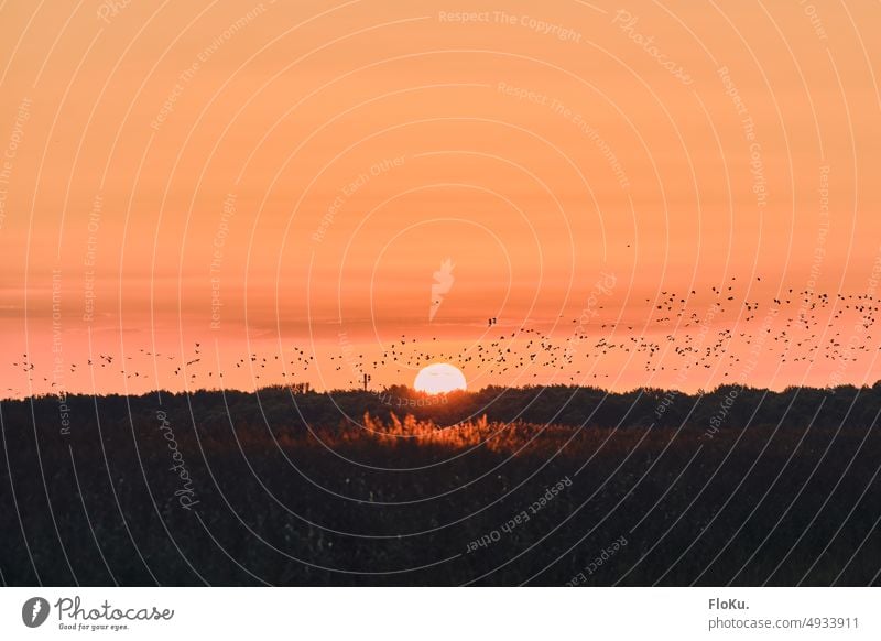 Vogelschwarm vor Untergehender Sonne Sonnenuntergang Vögel Tiere Tiergruppe Schwarm fliegen Himmel Natur Freiheit Wildtier Außenaufnahme Zugvogel frei Vogelflug