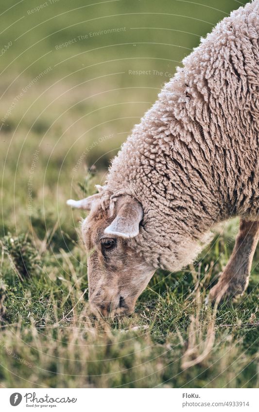 Gras fressendes Schaf am Deich Deichschaf Tier Wiese Wolle Natur grün Nordsee Nutztier Außenaufnahme Säugetier weiß Sommer Weide grasen Sonnenlicht Sonnenschein