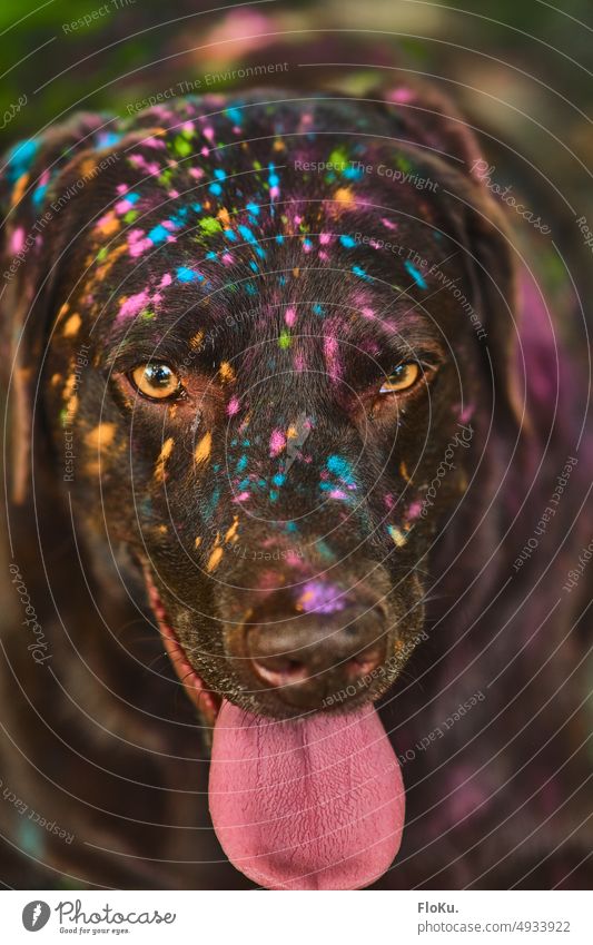 Labrador mit Holi Farben im Gesicht Hund bunt Tier Säugetier Haustier Natur Fell Nase Freude Tierporträt Schnauze Holi Festival Holi-Staub Holi-Farben Zunge