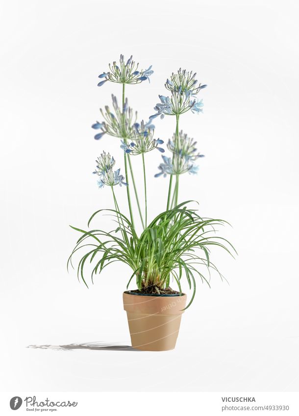 Schöne blaue Topfblumen auf weißem Hintergrund mit Schatten, Vorderansicht. schön eingetopft weißer Hintergrund agapanthus Blumentopf Gartenarbeit Überstrahlung