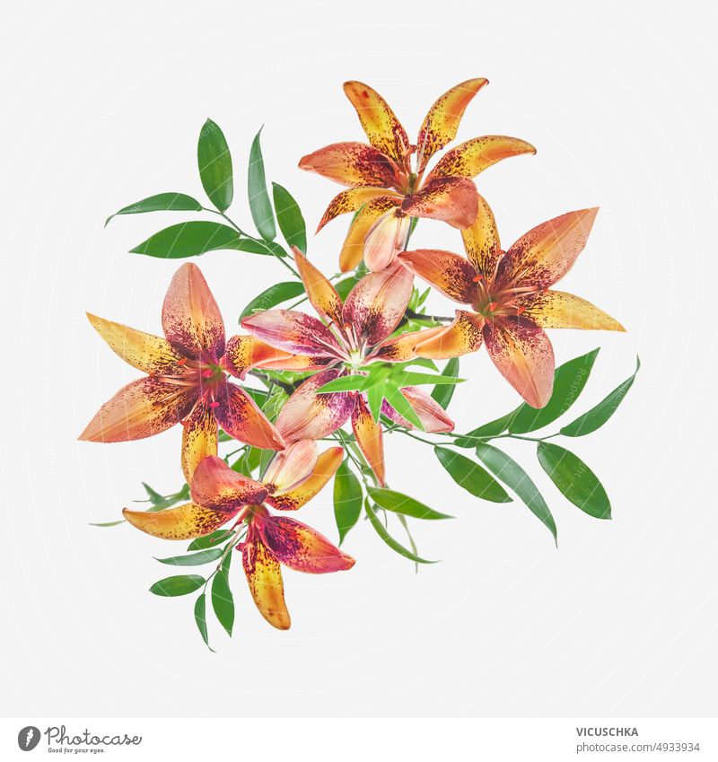 Florale Komposition mit orange blühenden Lilienblüten und grünen Blättern auf weißem Hintergrund geblümt Zusammensetzung Überstrahlung grüne Blätter