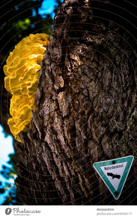 Ein  Baumpilz  und ein Schild : Naturdenkmal. pilz am baum Pilz Nahaufnahme Wald Außenaufnahme Farbfoto Tag Menschenleer natürlich Licht gelb
