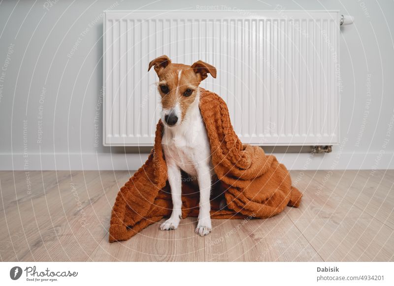 Hund friert zu Hause, sitzt in der Nähe des Heizkörpers Winter Heizung Gas kalt Krise Einfrieren Raum steigend Kosten Preis Haushalt heimwärts Problematik