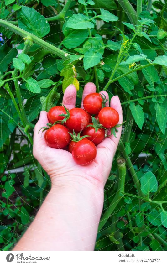 Frisch geerntete Bio Cherrytomaten liegen auf einer Frauenhand im Hintergrund eine Tomatenpflanze mit Blüten rot süß Schlankmacher Fitmacher Vitamine gesund