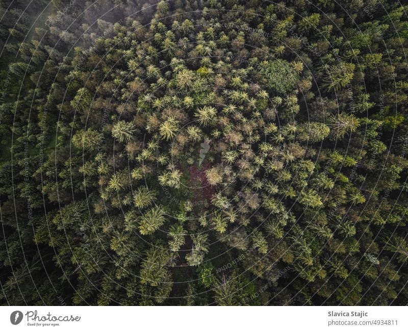 Wald-Hintergrund. Lufthintergrund eines Kiefernwaldes von oben Konifere Immergrün Blatt Natur Pflanze Textur Baum Antenne Alpen authentisch schön
