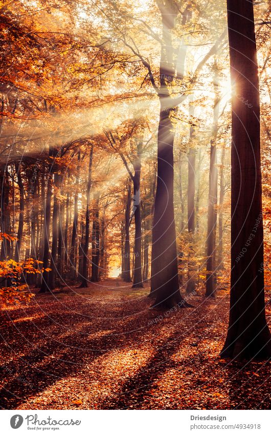 Sonnenlicht strömt durch Bäume im Wald im Herbst. Waldstimmung Waldspaziergang Ruhe natürliche Umgebung Herbstlicht natürliches Licht Tageslicht Herbstgefühl