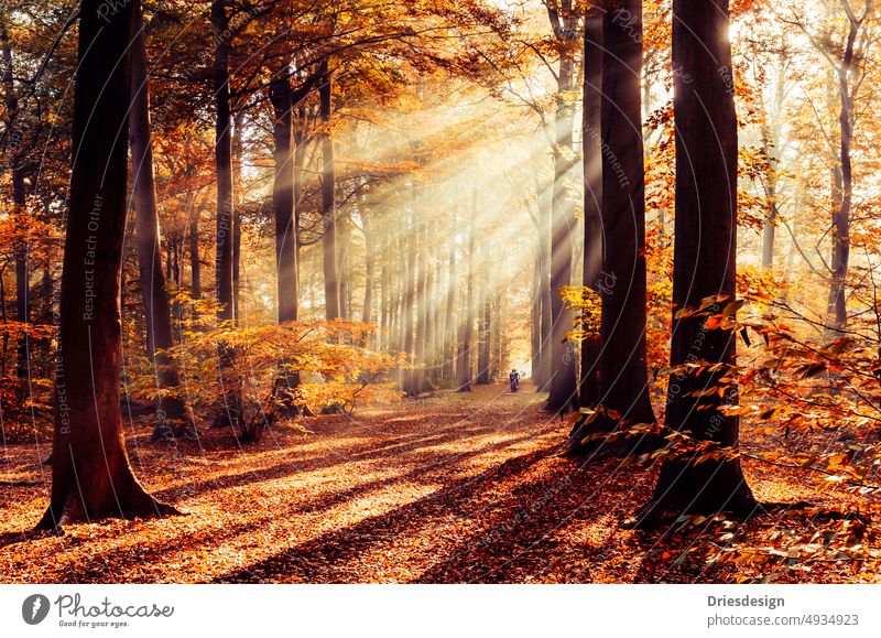 Radfahrer, der im Herbst durch Bäume im Wald fährt, wobei das Sonnenlicht durch die Bäume fällt. Herbstwald Bäume Wald ruhige Umgebung Sonnenlichtstrahlen