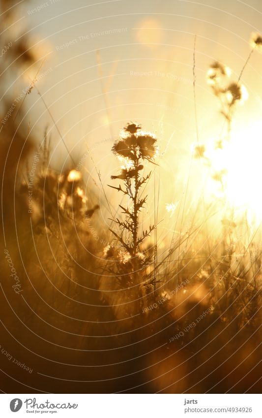 Abendlicht Sonne Wiese Gegenlicht Distel Stachel Sommer stachelig Umwelt Menschenleer Sonnenuntergang Gras Ruhe Gelassenheit friedlich Natur Pflanze Farbfoto