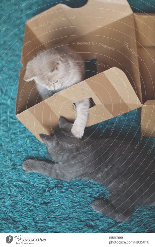 spielende Kätzchen im karton Kater jung Katzen Haustier niedlich Fell Katzenkinder Karton Teppich kuschlig Geschwisterliebe Tiere Hauskatzen Pfoten zwei