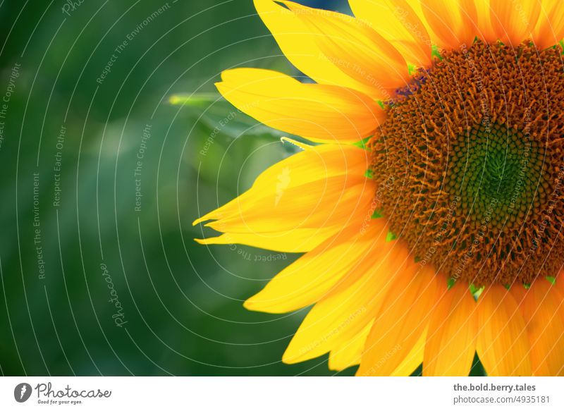 Sonnenblume  angeschnitten gelb Blume Sommer Blüte Pflanze Blühend Farbfoto schön Natur Sonnenlicht Menschenleer Nahaufnahme Außenaufnahme Garten Schönes Wetter