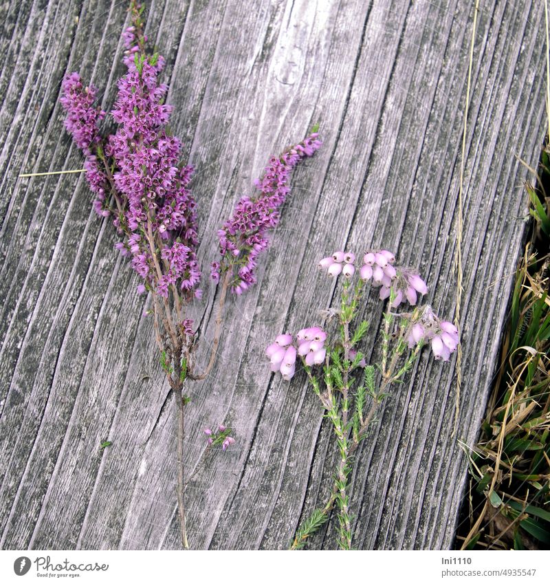 Wanderlust |Besen- und Glockenheide im Moor Biotop Naturschutzgebiet nährstoffarm Torf Feuchtgebiete Heide Heidemoore Heidebestimmung Blütenstände Heidekraut