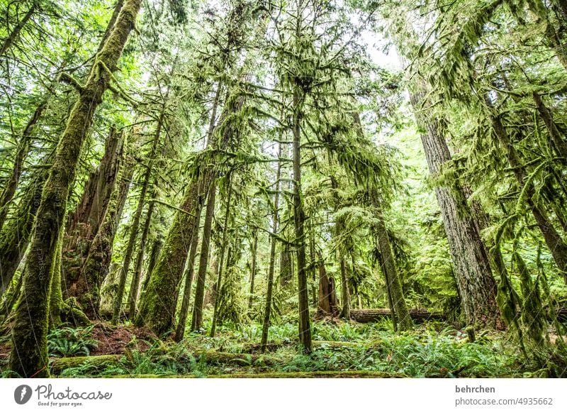 das ist wald! stille Idylle Ruhe Umwelt British Columbia Abenteuer Landschaft Fernweh Ferne Natur fantastisch Ferien & Urlaub & Reisen Nordamerika Bäume Wald