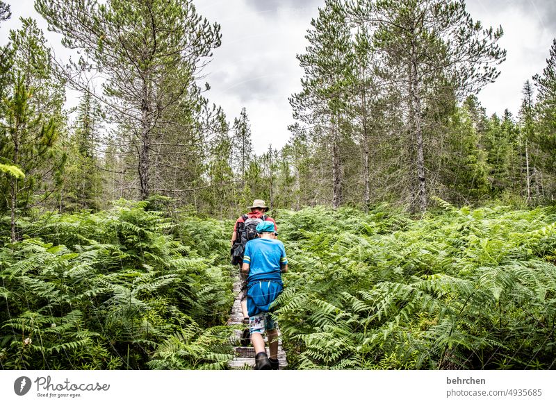 grün besonders Klimaschutz Klimawandel Umweltschutz Kanada Wald Bäume Nordamerika Ferien & Urlaub & Reisen fantastisch Natur Ferne Fernweh Landschaft