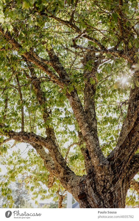 Alter Kirschbaum alt alter Baum Pflanze Bäume Baumstamm Baumkrone Umwelt Farbfoto Außenaufnahme Blatt Natur Ast Baumrinde verzweigt Tag grün Wachstum Laubbaum