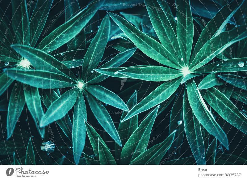 Pflanzen Blätter stimmungsvollen Hintergrund, grün blau grün dunkel Laub Textur Muster Foto Stimmung nass Tau Wassertropfen Tröpfchen Nacht Laubwerk geblümt