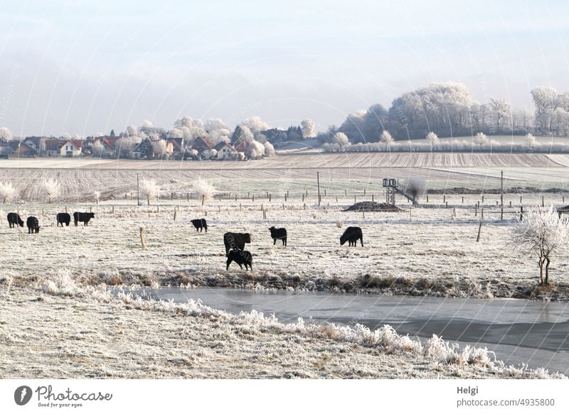 Wintermorgen - auf raureifbedeckten Wiesen stehen schwarze Rinder  neben einem zugefrorenen Teich Winterlandschaft Idylle Felder See Raureif Kälte Frost