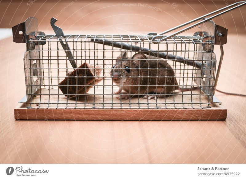 gefangene Maus in einer Lebendfalle Tier Haustier Falle Mausefalle Käfig Käfughaltung einfangen angenagt lebendig zugeschnappt Tierporträt Fell Farbfoto Köder