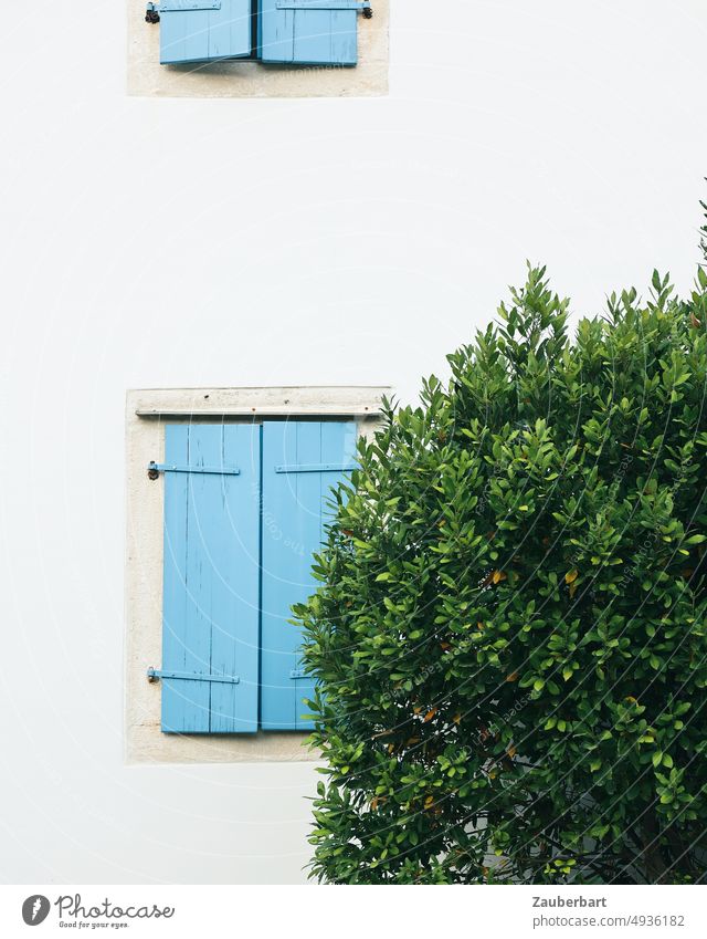 Geschlossener blauer Fensterladen, davor ein Busch, auf weißer Hauswand geschlossen Wand Siesta Mittag Sonne Ruhe Süden Kroatien Gebäude Mauer Laden