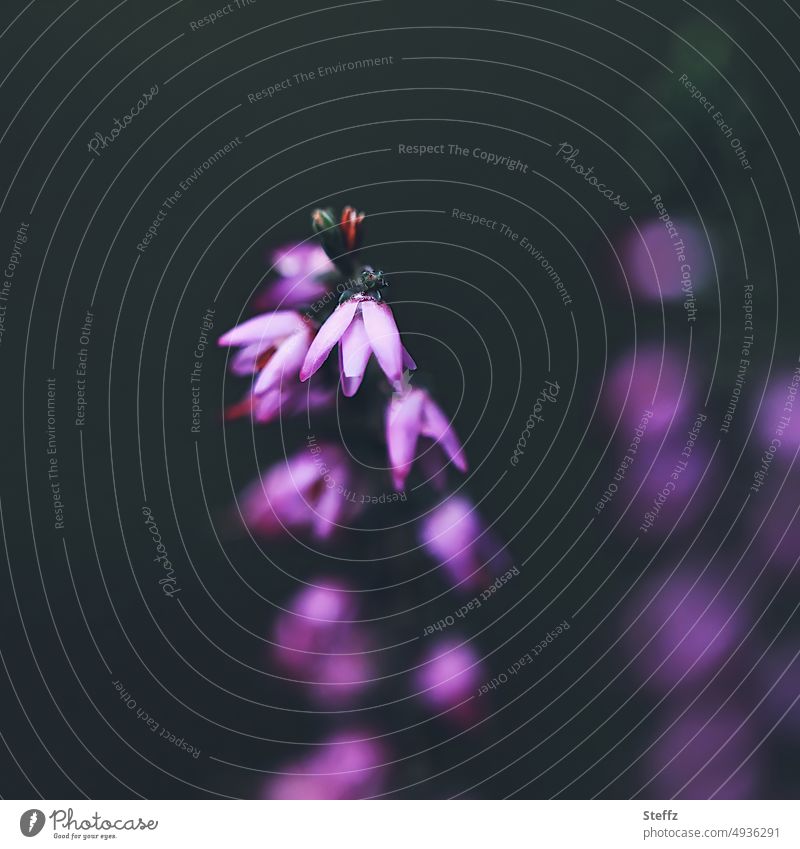 Was kommt, was bleibt | Naturschönheit Heidestrauch Heidekraut Besenheide kleine Blüten Wildpflanze Heideblüte Calluna Calluna vulgaris Erika blühen romantisch