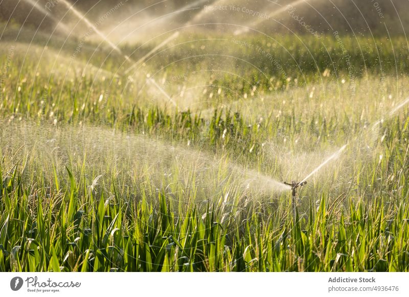Sprinkler zur Bewässerung des Feldes bei Sonnenaufgang Pflanze Rasen Wasser bestäuben bewässern Bauernhof Blatt frisch Park Natur Sprinkleranlage Flora Müsli