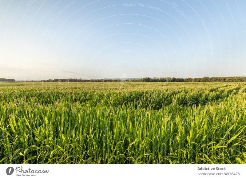 Getreidegras auf einem landwirtschaftlichen Feld Gras Müsli Ackerbau Bauernhof grün Wachstum Agronomie kultivieren Landschaft Ackerland Natur Schonung Korn