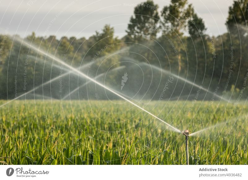 Sprinkler zur Bewässerung des Feldes bei Sonnenaufgang Pflanze Rasen Wasser bestäuben bewässern Bauernhof Blatt frisch Park Natur Sprinkleranlage Flora Müsli