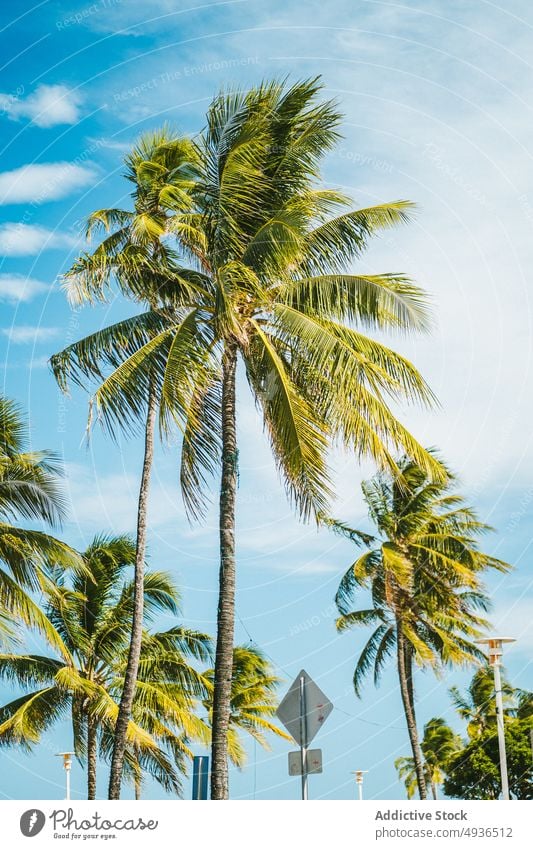 Palmen gegen bewölkten blauen Himmel Handfläche Blauer Himmel Resort tropisch winken Wind Wolkenloser Himmel Sommer Straße Baum Miami USA Vereinigte Staaten