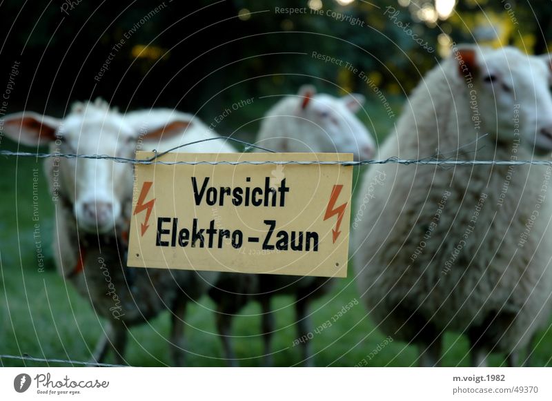 Gefangene Farbfoto Starke Tiefenschärfe Blick in die Kamera Blitze Wiese Nutztier Schaf 3 Tier Tiergruppe Elektrozaun Hinweisschild Warnschild festhalten