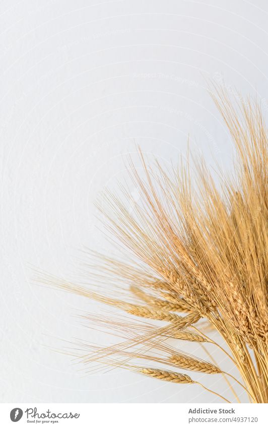 Trockene Weizenähren vor weißem Hintergrund Spitze Haufen Dekor Spikelet Design Dekoration & Verzierung Pflanze Ackerbau Ernte rustikal Müsli trocknen